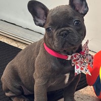 Lost Pet Image