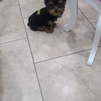 Lost Pet Image