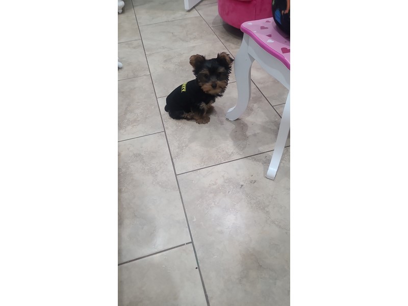 Pet Photo