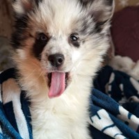 Lost Pet Image