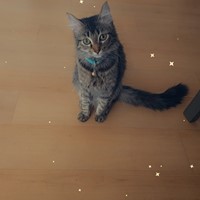 Lost Pet Image
