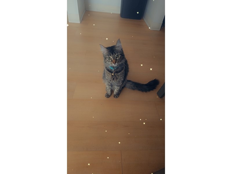 Pet Photo