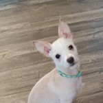 Micky, Chihuahua/Yorkshire Terrier, lost pet near Reidsville, NC