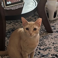 Lost Pet Image