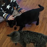 Lost Pet Image
