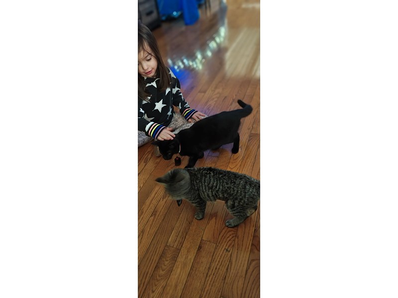 Pet Photo
