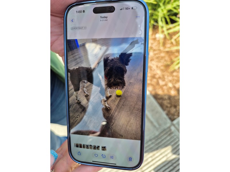 Pet Photo