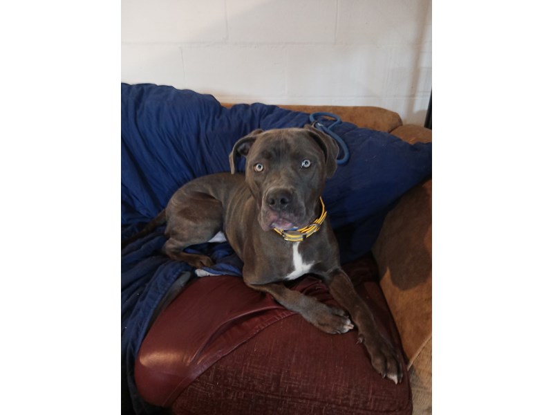 Pet Photo
