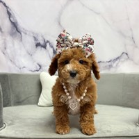 Lost Pet Image