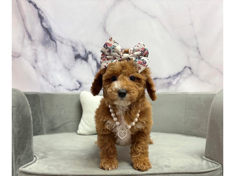 Pet Photo