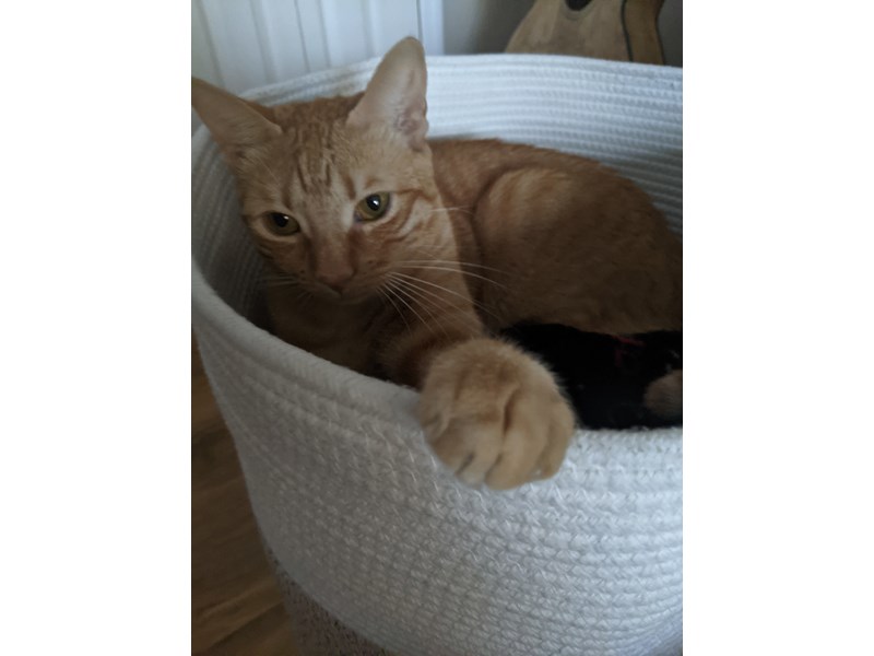 Pet Photo