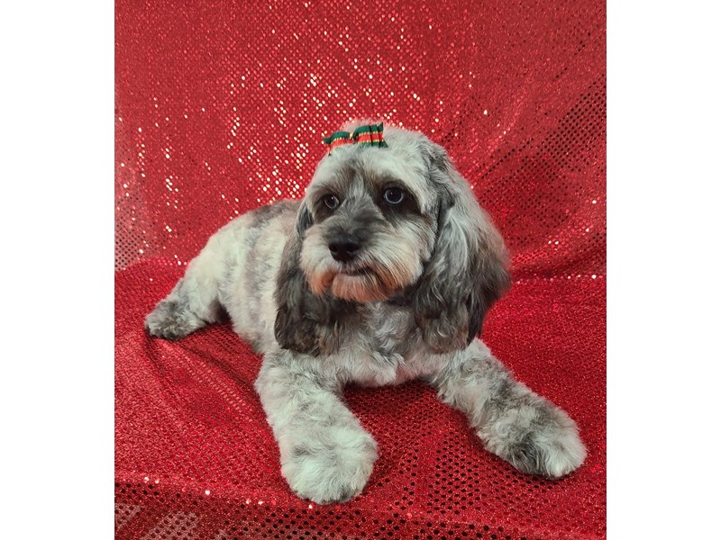 Pet Photo