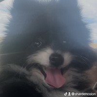 Lost Pet Image