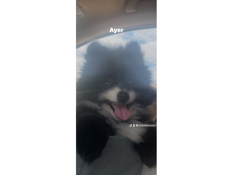 Pet Photo