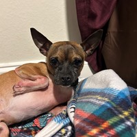 Lost Pet Image