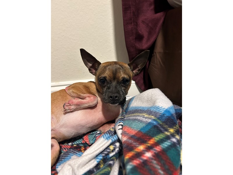 Pet Photo