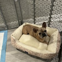 Lost Pet Image