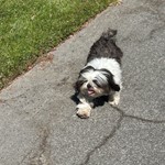 Molly, Imperial Shih Tzu, lost pet near Fresno, CA