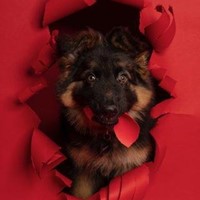 Lost Pet Image