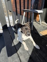Lost Pet Image