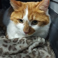 Lost Pet Image