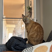 Lost Pet Image