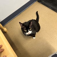 Lost Pet Image