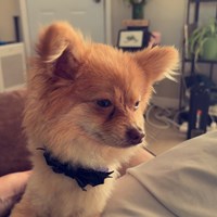 Lost Pet Image