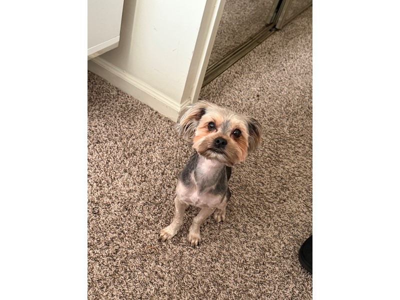 Pet Photo