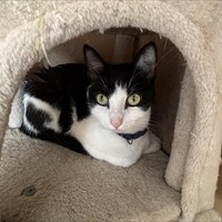 Lost Pet Image