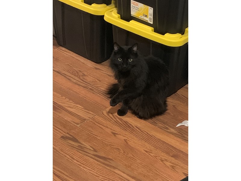 Pet Photo