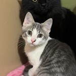Sir, Tabby/Tabby, lost pet near New Albany, OH
