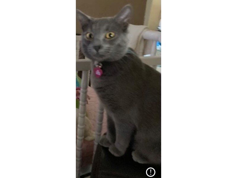 Pet Photo