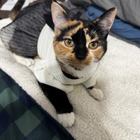 Lost Pet Image