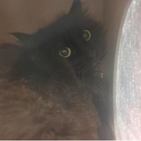 Lost Pet Image