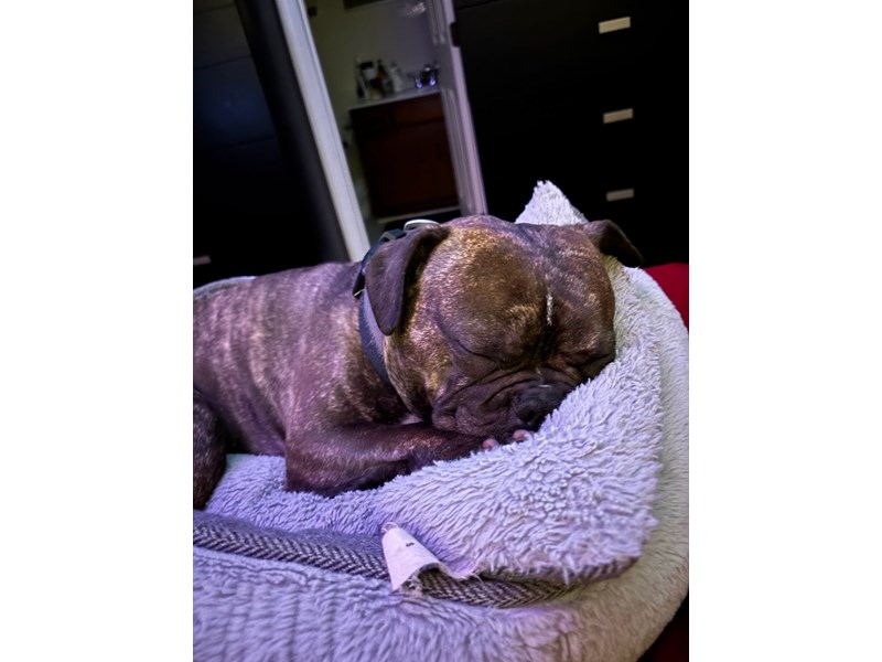 Pet Photo
