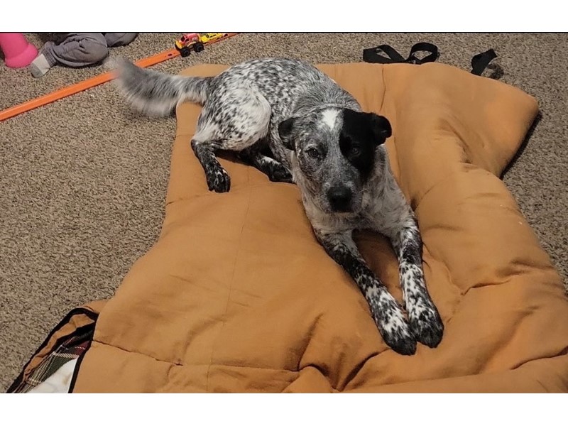 Pet Photo