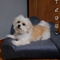 Lost Pet Image