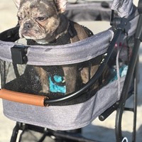 Lost Pet Image