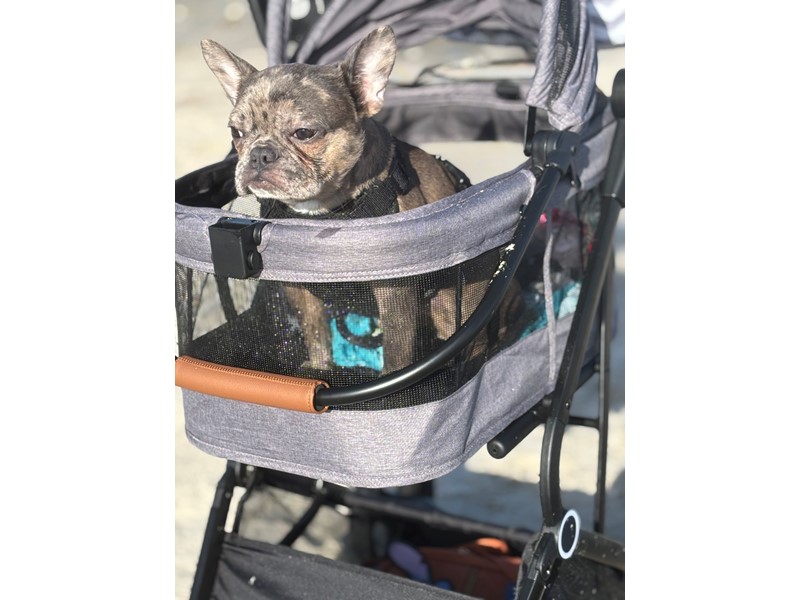 Pet Photo