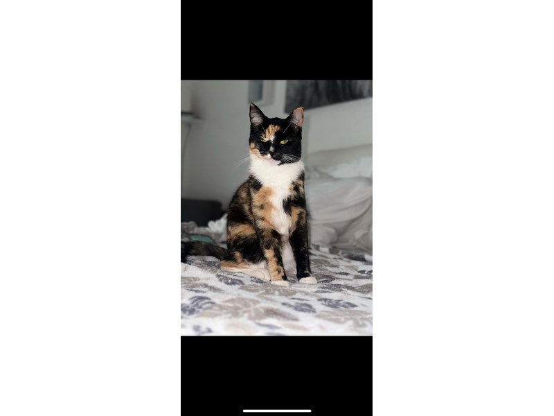 Pet Photo