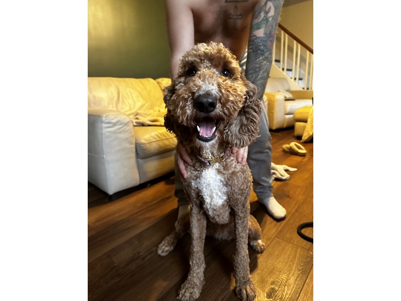 Pet Photo