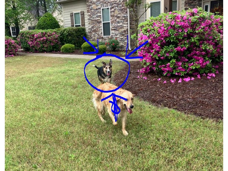 Pet Photo