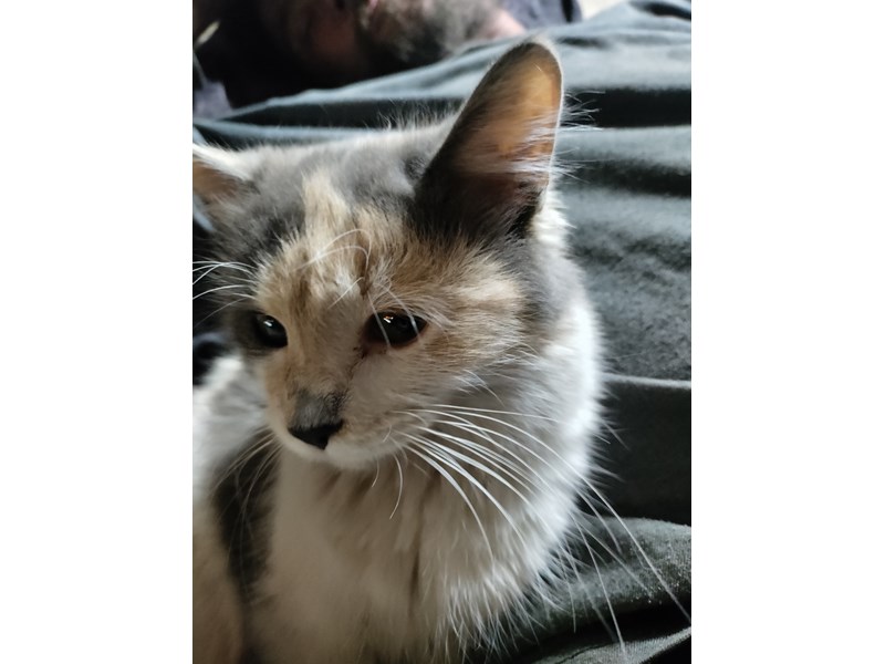 Pet Photo