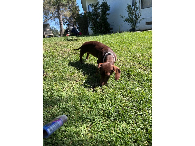 Pet Photo