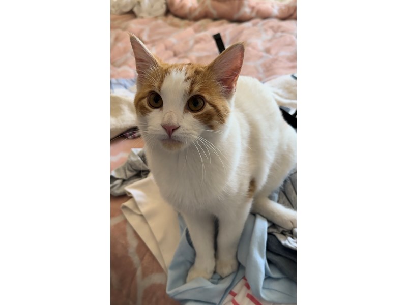 Pet Photo