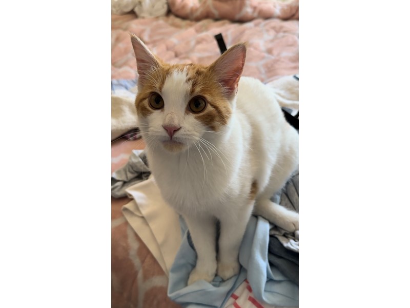 Pet Photo