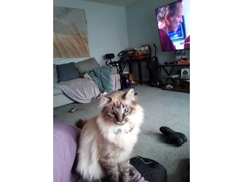 Pet Photo