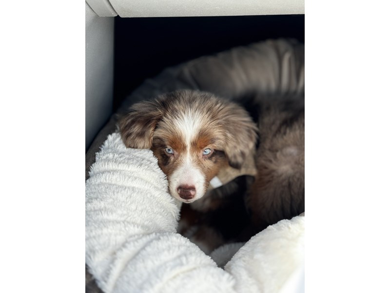Pet Photo