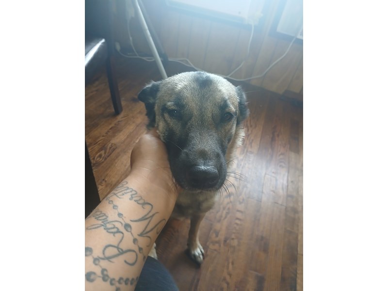 Pet Photo